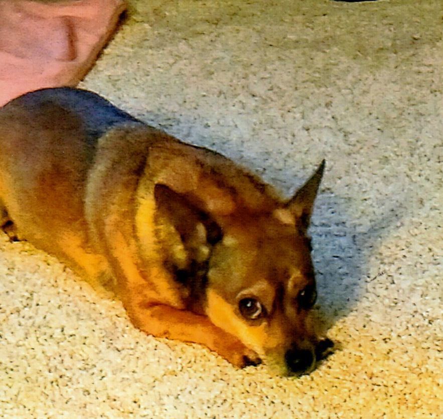 Pic of the Litter: Stormy